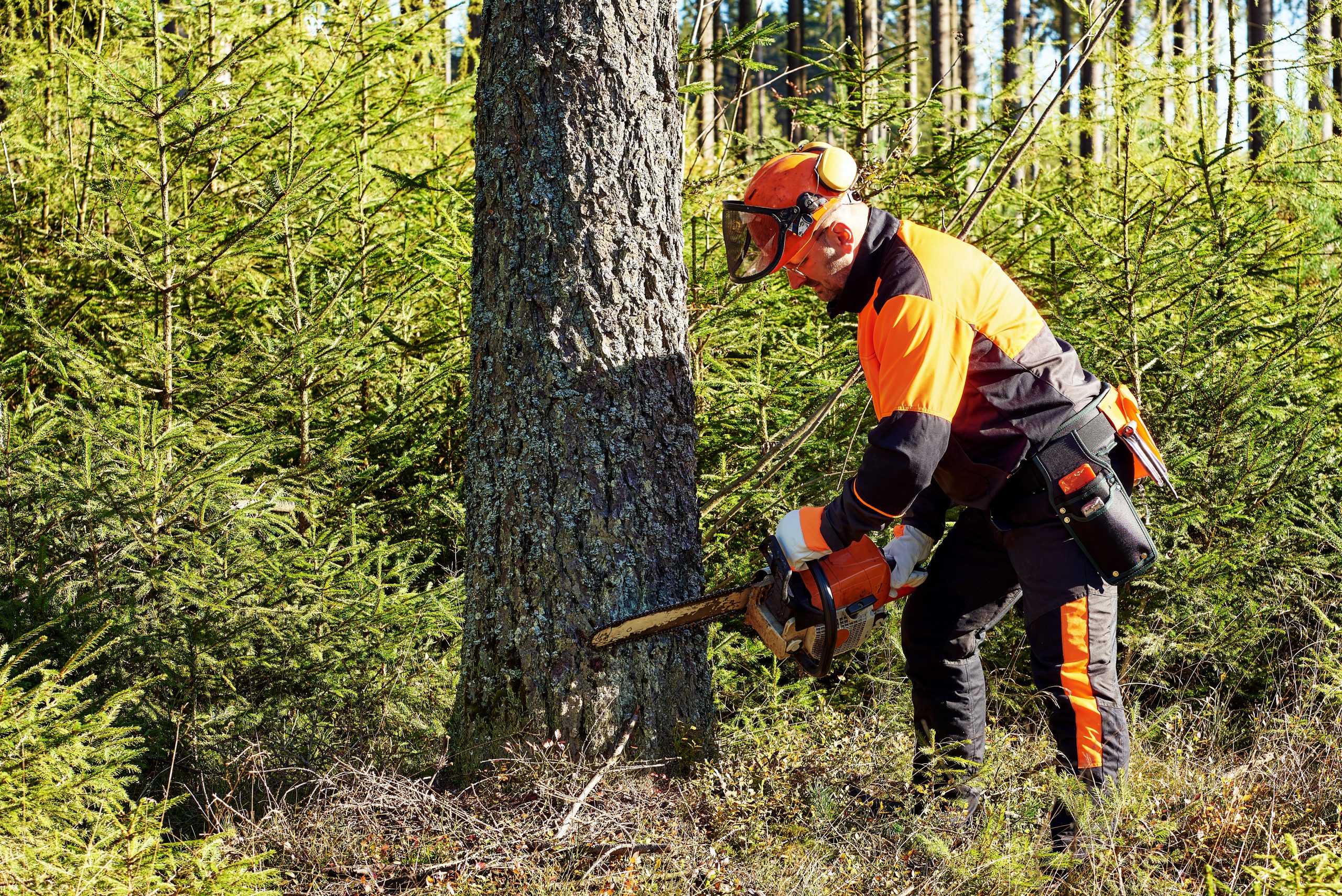 Tree removal in New Jersey