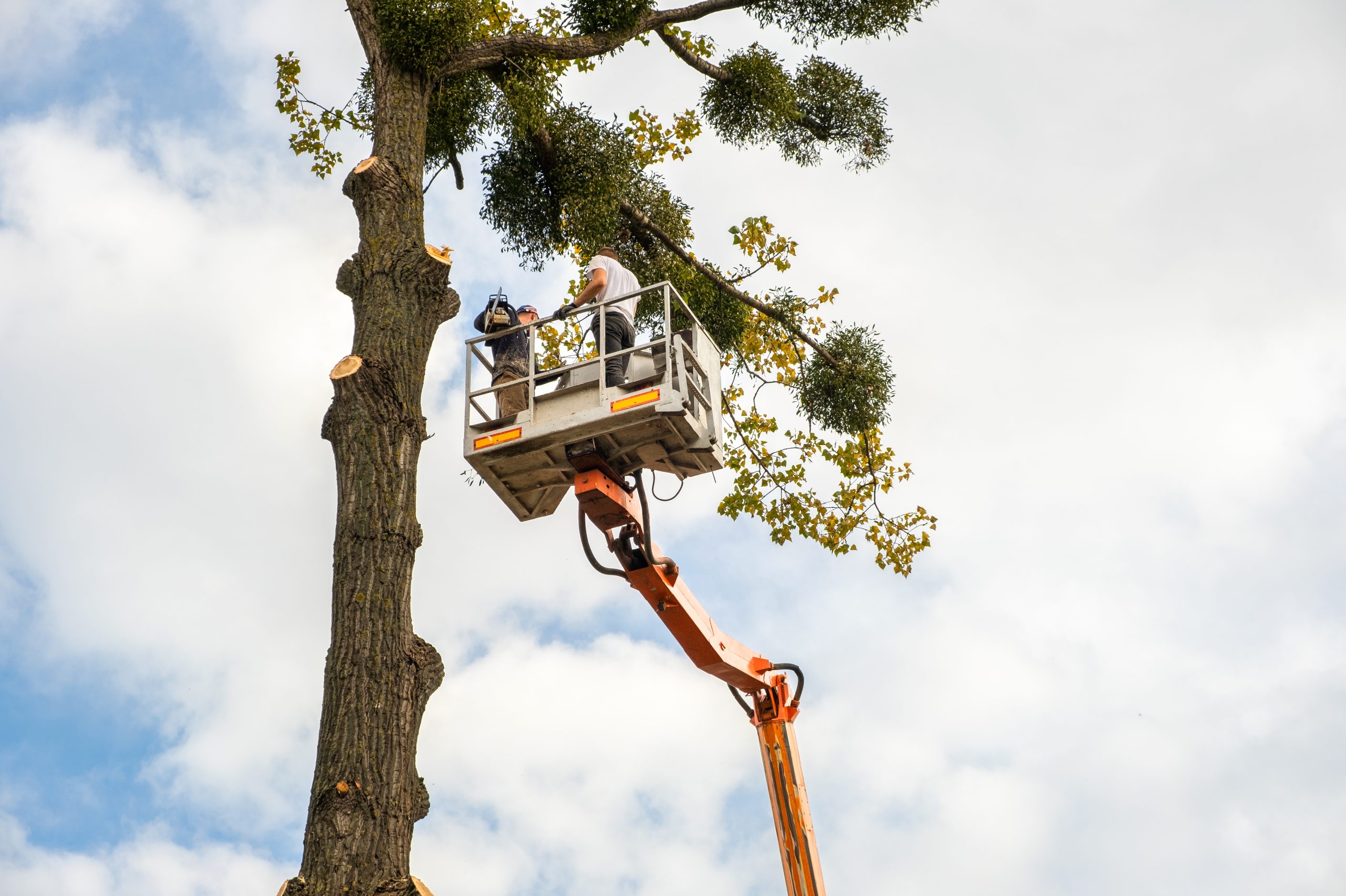 Tree Cabling & Bracing in New Jersey